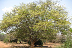 Albizia amara